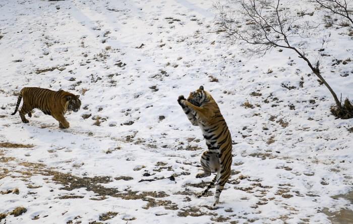 猛虎开启雪地撒欢模式